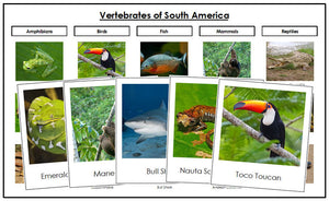 South America Vertebrate Sorting - Montessori Print Shop