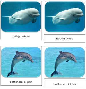 Whales and Dolphins - Safari Toob Cards