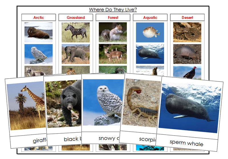 Where Do The Animals Live? - Montessori Print Shop zoology printable