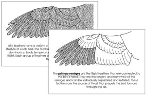 Parts of a Wing Nomenclature Book - Montessori Print Shop