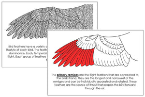 Wing Nomenclature Book (red) - Montessori Print Shop