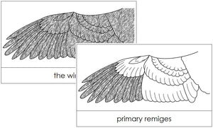 Wing Nomenclature Cards - Montessori Print Shop