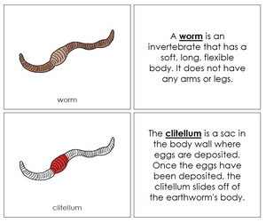 Parts of a Worm Nomenclature Book (red) - Montessori Print Shop