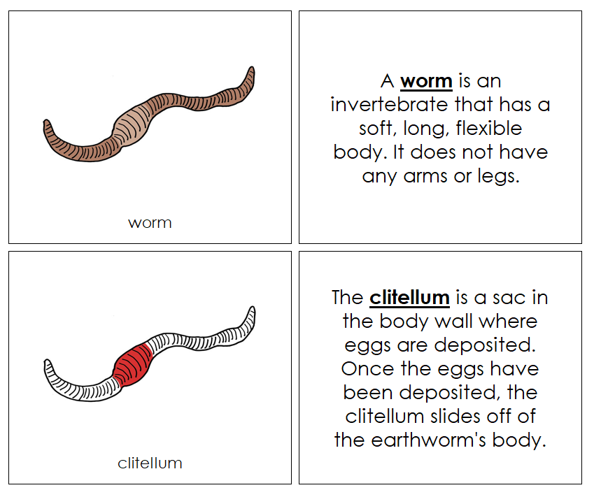 Parts of a Worm Nomenclature Book (red) - Montessori Print Shop
