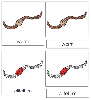 Parts of a Worm Nomenclature 3-Part Cards (red) - Montessori Print Shop