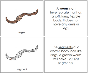 Worm Nomenclature book - Montessori Print Shop