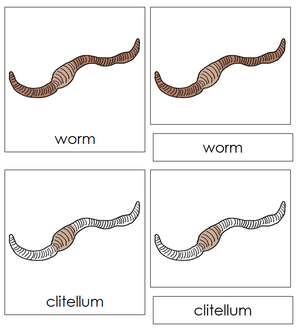 Parts of a Worm Nomenclature 3-Part Cards - Montessori Print Shop