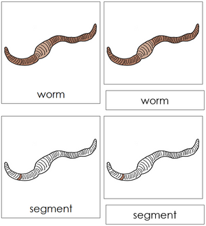 Parts of a Worm Nomenclature book - Montessori Print Shop