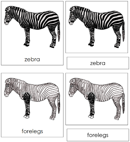 Zebra Nomenclature Cards - Montessori Print Shop