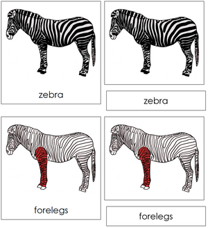 Zebra Nomenclature 3-Part Cards (red) - Montessori Print Shop