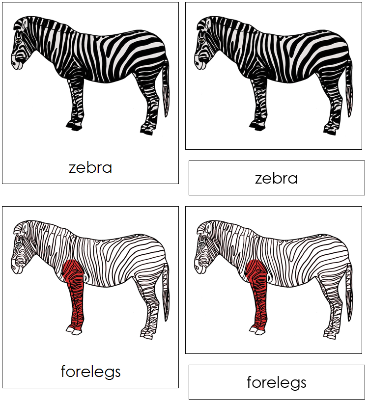 Zebra Nomenclature Cards (red) - Montessori Print Shop