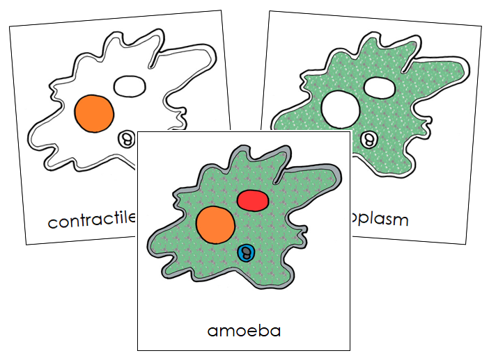Amoeba Nomenclature Cards - Montessori Print Shop