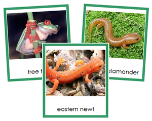 Class Amphibia (amphibians) Cards - Montessori Print Shop