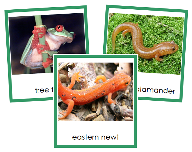 Class Amphibia (amphibians) Cards - Montessori Print Shop