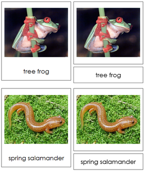 Types of Amphibians 3-Part Cards - Animal Kingdom Cards