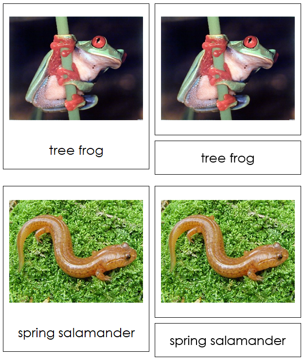 Class Amphibia (amphibians) - Montessori vertebrate cards