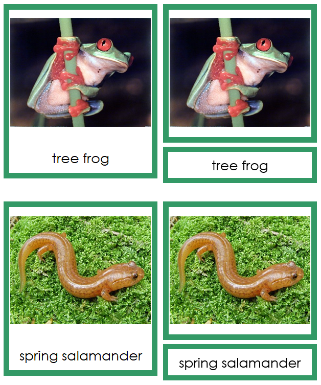 Class Amphibia (amphibians) Cards - Montessori Print Shop