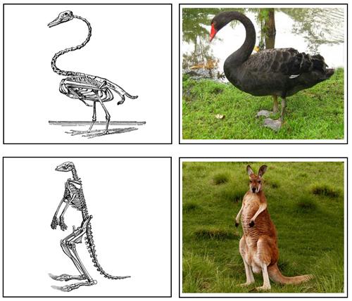 Animals And Their Skeletons - Printable Montessori Science Cards
