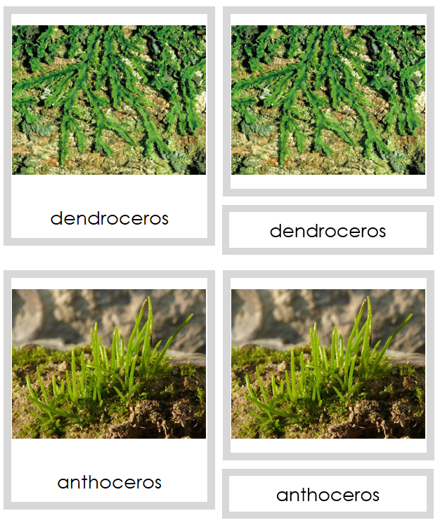 Division Anthocerotophyta Cards - Montessori Print Shop