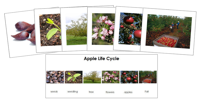Apple Life Cycle Sequence Cards - Montessori Print Shop