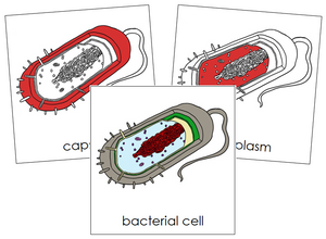 Bacterial Cell Nomenclature Cards (red) - Montessori Print Shop