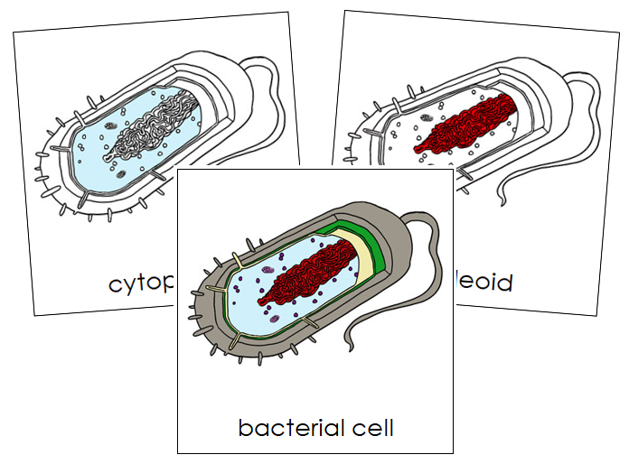 Parts of a Bacterial Cell Nomenclature Cards - Montessori Digital ...