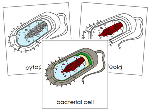 Bacterial Cell Nomenclature Cards - Montessori Print Shop