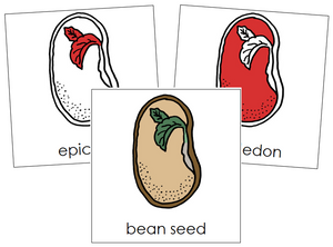 Bean Seed Nomenclature Cards (red) - Montessori Print Shop