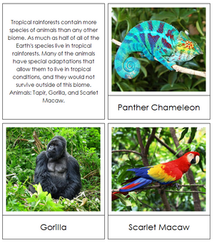 Tropical Rainforest Animals - Biomes of the World - Montessori Print Shop