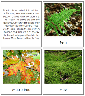 Temperate Forest Plants - Biomes of the World - Montessori Print Shop