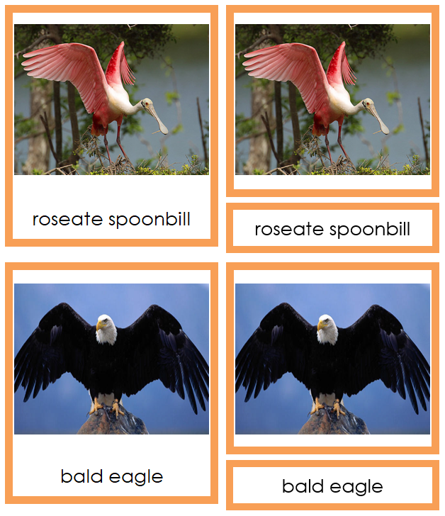 Class Aves (birds) Cards - Animal Kingdom - Montessori Print Shop