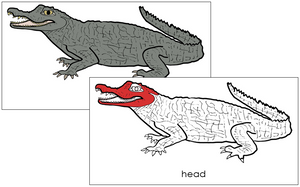 Caiman Nomenclature Cards (red) - Montessori Print Shop