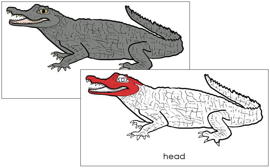 Caiman Nomenclature Cards (red) - Montessori Print Shop