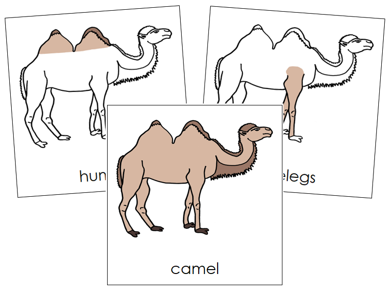 Camel Nomenclature Cards - Montessori Print Shop