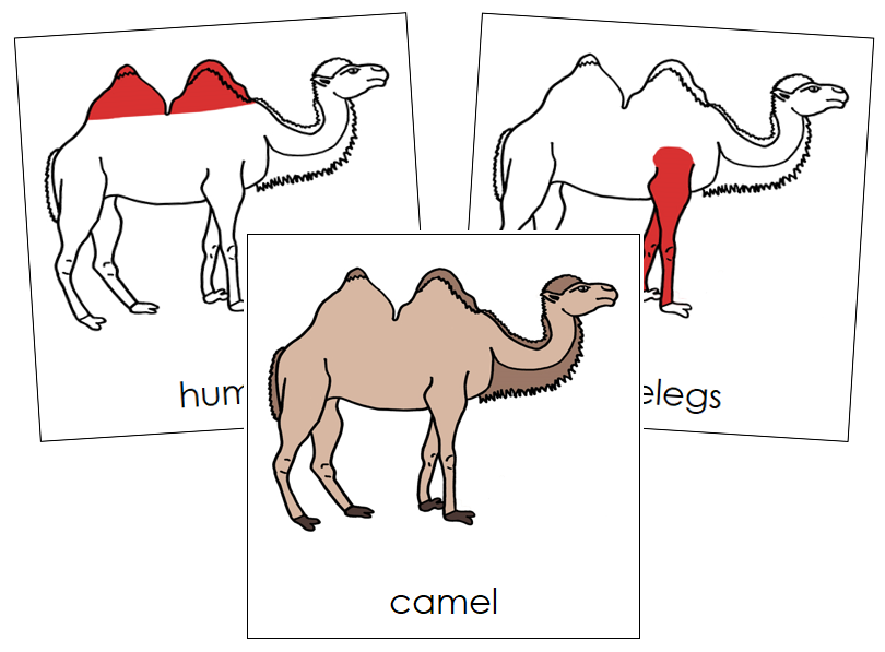 Camel Nomenclature Cards (red) - Montessori Print Shop