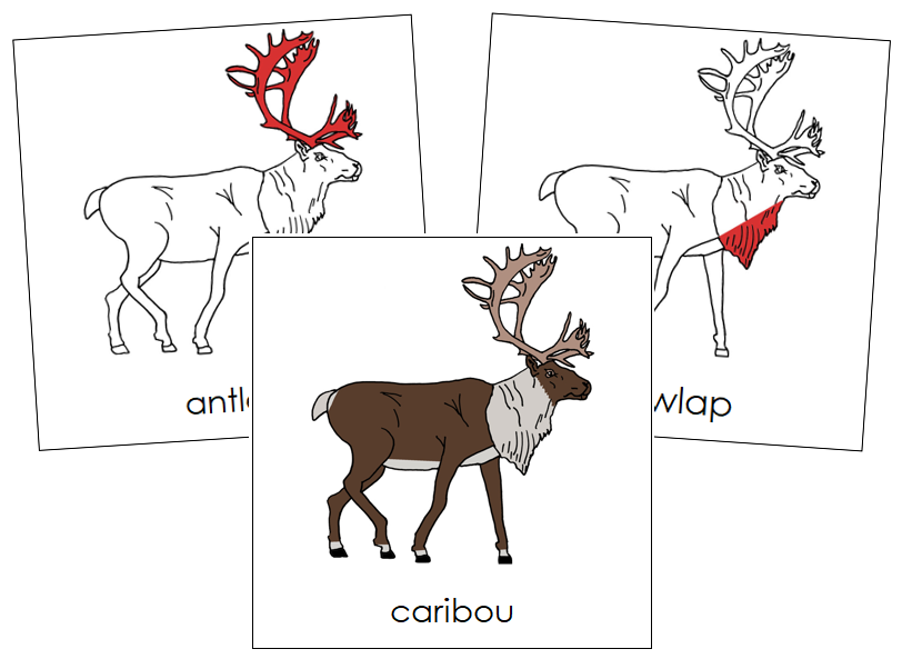 Caribou Nomenclature Cards (red) - Montessori Print Shop