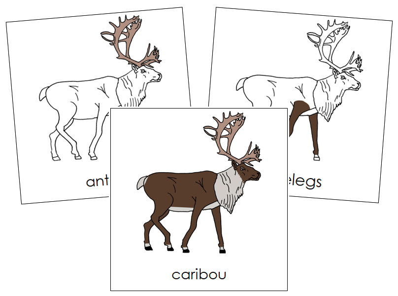 Caribou Nomenclature Cards - Montessori Print Shop