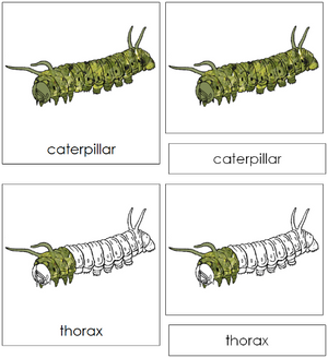 Caterpillar Nomenclature 3-Part Cards - Montessori Print Shop