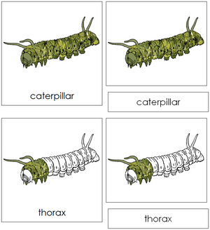 Parts of a Caterpillar Nomenclature 3-Part Cards - Montessori Print Shop