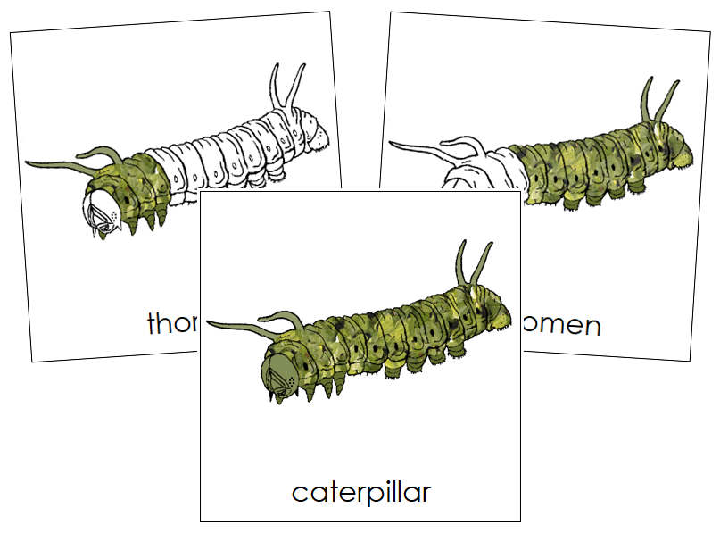 Caterpillar Nomenclature Cards - Montessori Print Shop