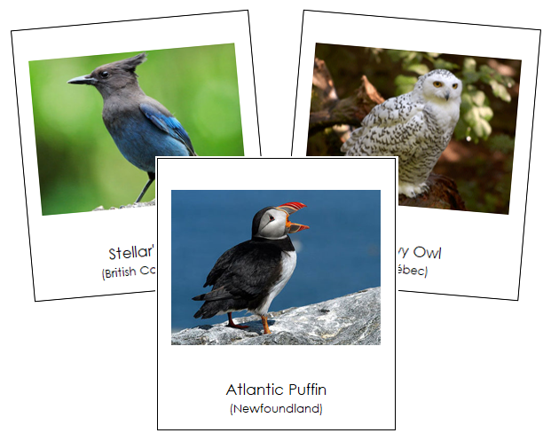 Canadian Provincial Birds - Montessori geography cards