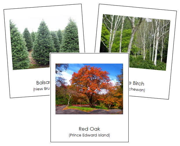Canadian Provincial Trees - Montessori continent cards
