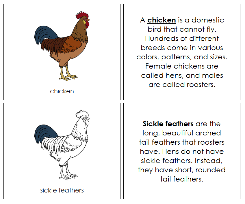 Chicken Nomenclature Book - Montessori Print Shop