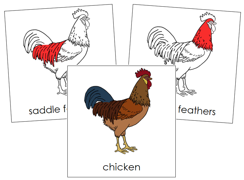Chicken Nomenclature Cards (red) - Montessori Print Shop