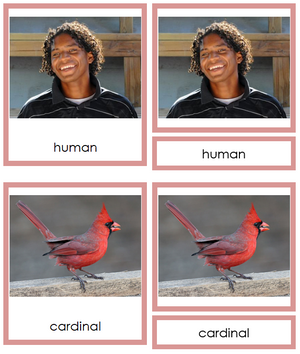 8 types of Chordata (Animal Kingdom) - Montessori Print Shop