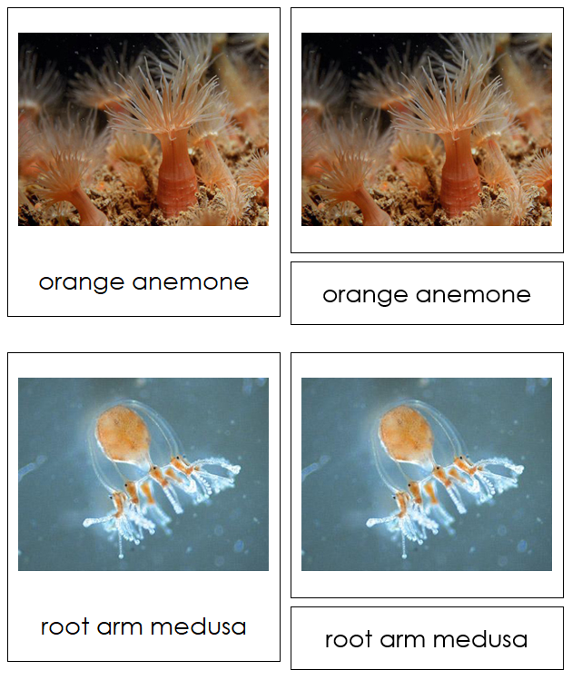 Phylum Cnidaria - Montessori Print Shop