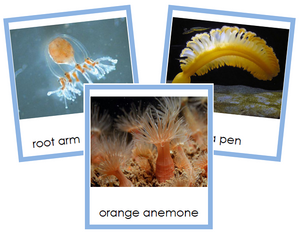 Phylum Cnidaria (color) - Montessori Print Shop