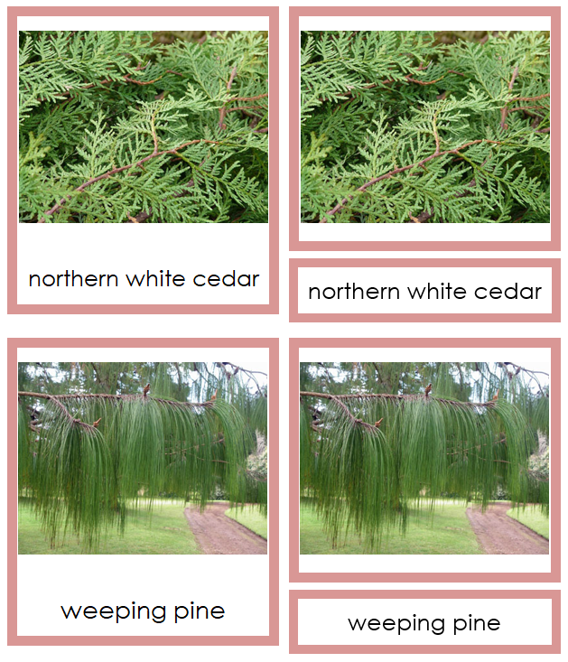 Division Coniferophyta - Montessori Plant Kingdom