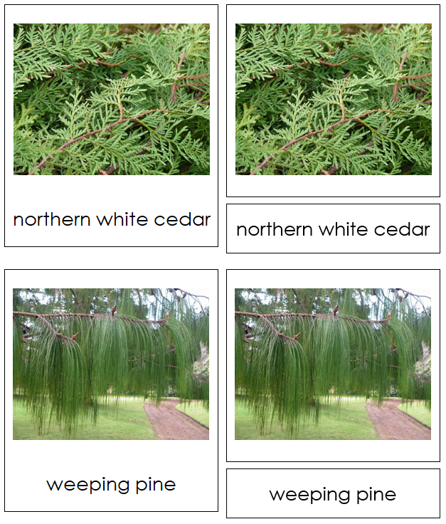 Division Coniferophyta - Montessori Plant Kingdom