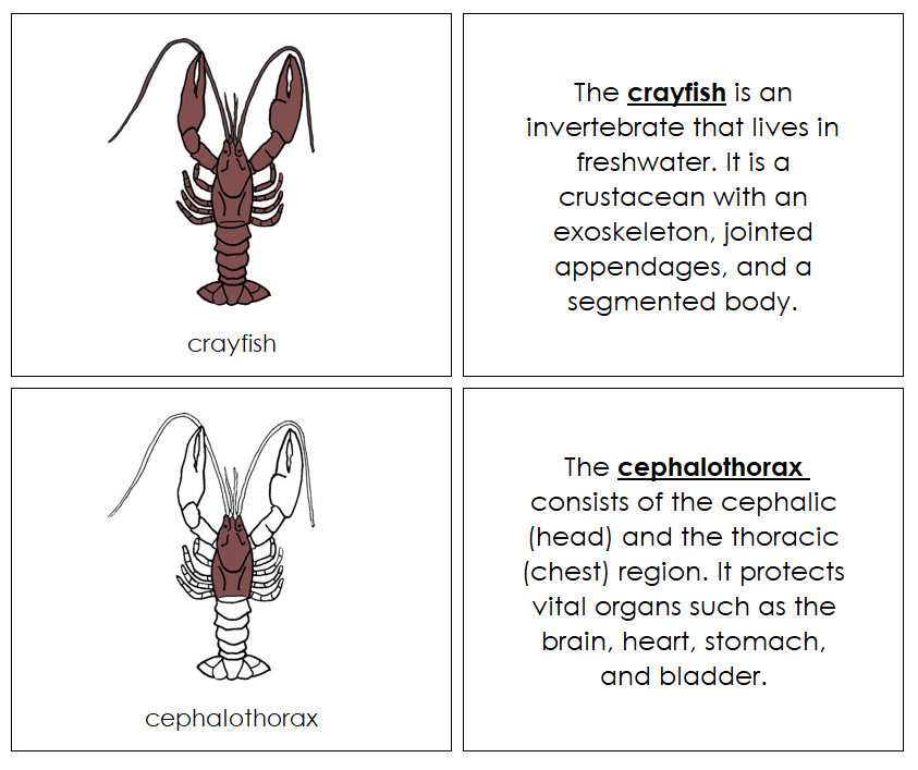 Crayfish Nomenclature - Book